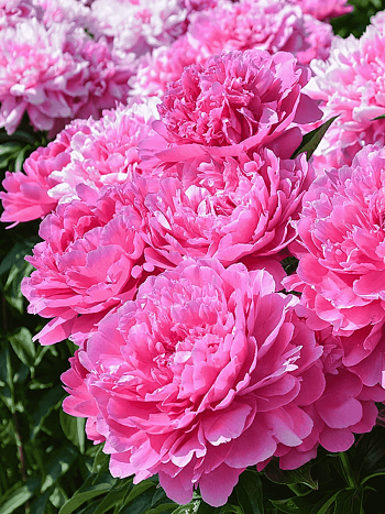 Пион Молочноцветковый Princess Margaret