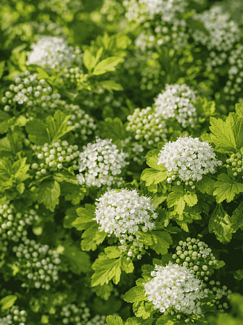 Пузыреплодник калинолистный Cristate