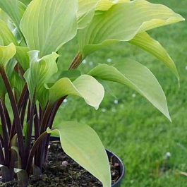 Хоста Funky Monkey