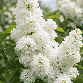 Сирень обыкновенная Мадам Лемуан