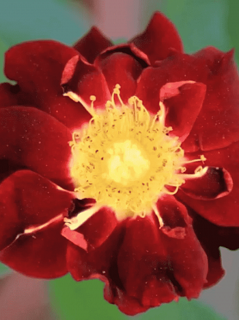 Роза миниатюрная Zoic