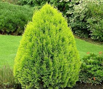 Плосковеточник восточный Aurea