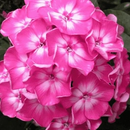 Флокс метельчатый Евгения