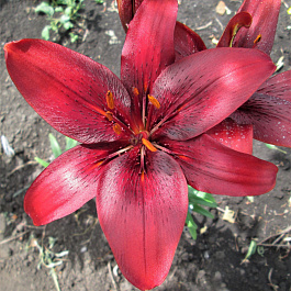 Лилия азиатская Ройал Кисс НАБОР 2ШТ (2+2)