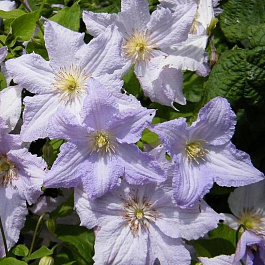 Клематис крупноцветковый Блекитни Аниол