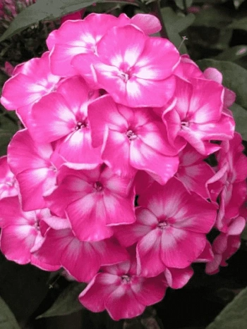 Флокс метельчатый Евгения