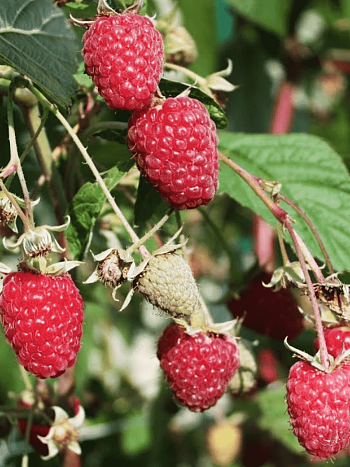 Малина ремонтантная Осенняя Красавица