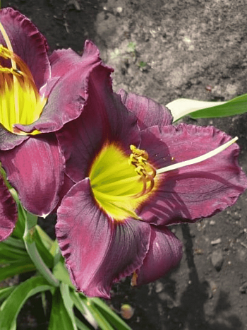 Лилейник Bella Lugosi