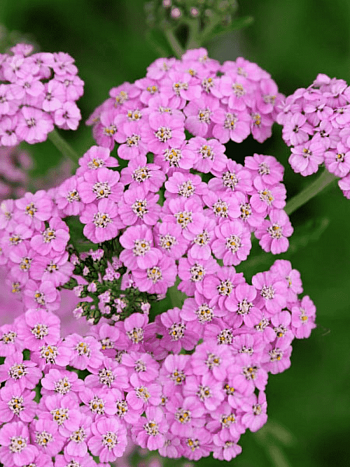 Тысячелистник Lilac Beauty