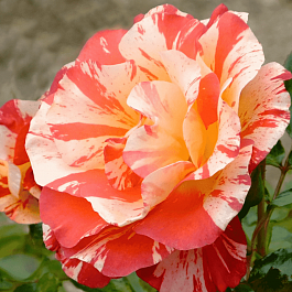 Роза Кустовая Alfred Sisley