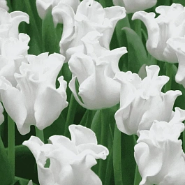Тюльпан White Liberstar