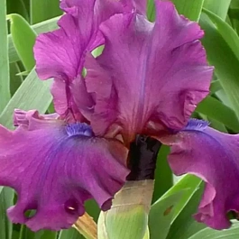 Ирис германский Sultry Mood