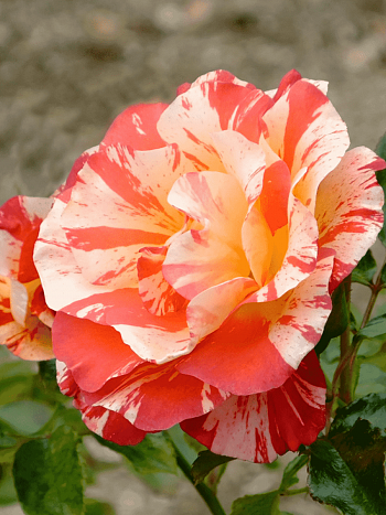 Роза Кустовая Alfred Sisley