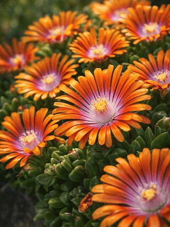 Делосперма Купера Ice Cream Fire