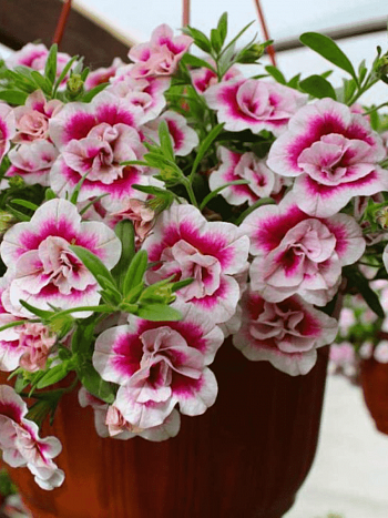Калибрахоа  Calita double Pink bicolor (кашпо)