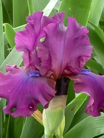 Ирис германский Sultry Mood