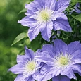 Клематис Azure Ball