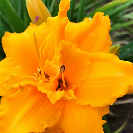 Лилейник гибридный Берти Феррис