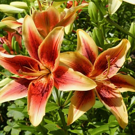 Лилия ОА-гибрид Фёст Краун