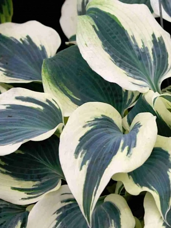 Хоста Firn Line
