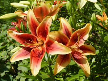 Лилия ОА-гибрид Фёст Краун