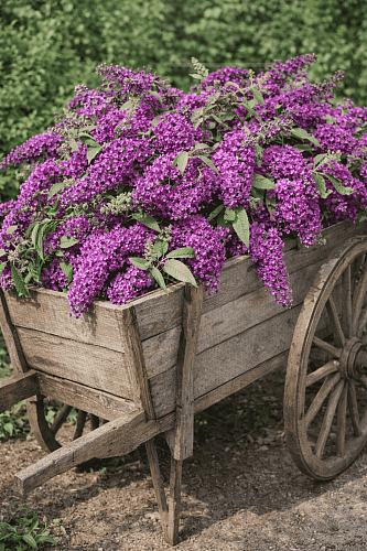 Буддлея давида Butterfly Tower