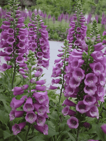 Наперстянка Dottie Purple