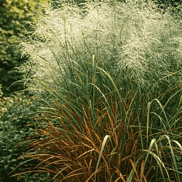 Просо прутьевидное Emerald Chief