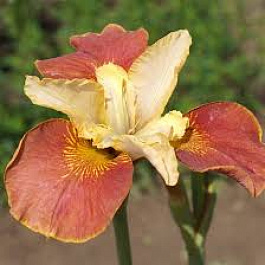 Ирис сибирский Дринк йо Ти НАБОР 2ШТ (1+1) Ирис сибирский Дринк йо Ти НАБОР 2ШТ (1+1)