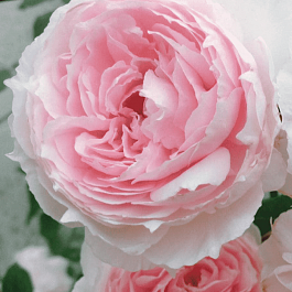 Роза Английская кустовая The Wedgwood Rose