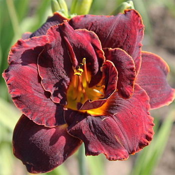 Лилейник гибридный Найт Эмберс НАБОР 2ШТ (1+1)