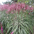 Мискантус китайский Flamingo Мискантус китайский Flamingo
