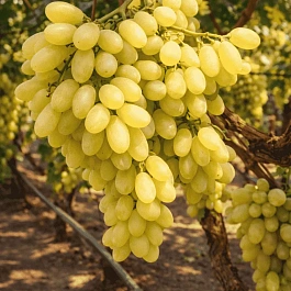 Виноград культурный Столетие