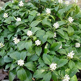 Пахизандра верхушечная