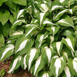 Хоста Night Before Christmas