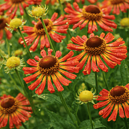 Гелениум осенний Loysder Wieek