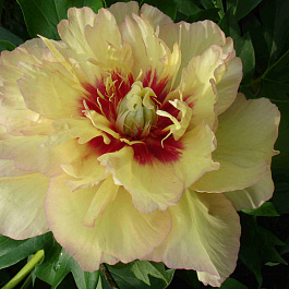 Пион ИТО Кэллис Меморис