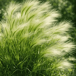 Ячмень гривастый