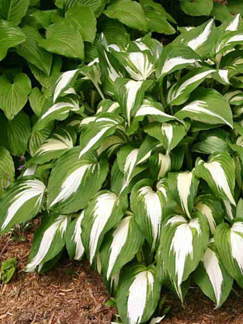 Хоста Night Before Christmas