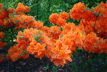 Азалия гибридная Spek's Orange
