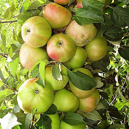 Яблоня колоновидная Чебурашка