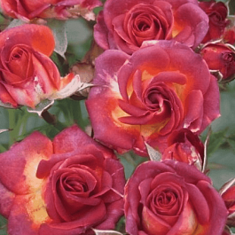 Роза спрей Brown Sugar