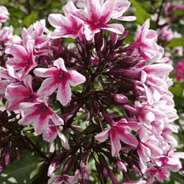 Флокс метельчатый Palmyra