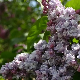 Сирень обыкновенная Московский Университет