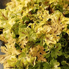 Гейхерелла Spicy Lime