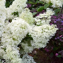 Гортензия метельчатая Dentelle de Gorron