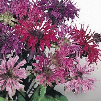 Монарда двойчатая Панорама Микс