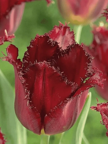 Тюльпан Pacific Pearl