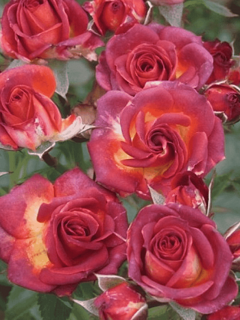 Роза спрей Brown Sugar