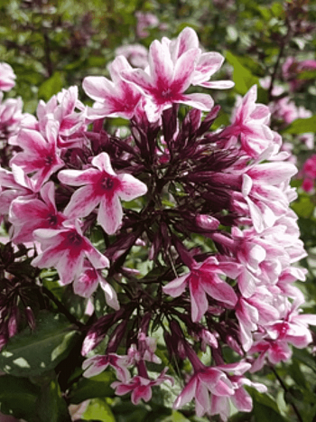 Флокс метельчатый Palmyra